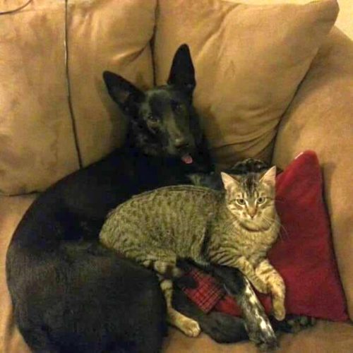 Dodgs and Cats