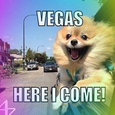 Travel Dog