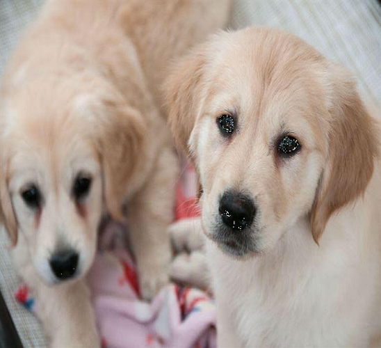 Dogs